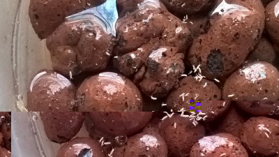 Ho riempito d'acqua l'argilla espansa che ho nel sottovaso delle orchidee per far venire a galla le larve / WP_20170212_14_59_35_Pro.jpg WP_20170212_14_59_35_Pro.jpg