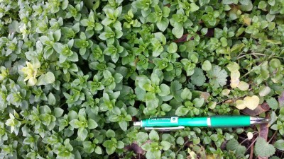 image.jpeg (144.56 KiB) Osservato 2054 volte image.jpeg