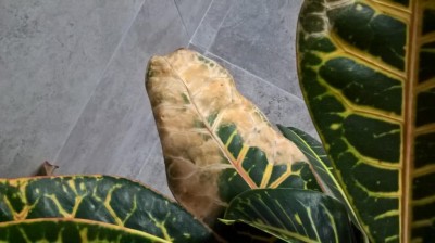 WP_20170226_16_47_44_Pro.jpg (64.56 KiB) Osservato 711 volte WP_20170226_16_47_44_Pro.jpg