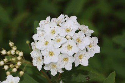 Cespuglio (12).JPG (161.1 KiB) Osservato 569 volte Cespuglio (12).JPG