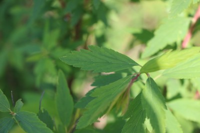 Cespuglio (13).JPG (149.2 KiB) Osservato 569 volte Cespuglio (13).JPG