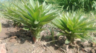 IMG-20170415-WA0010.jpg (95.23 KiB) Osservato 981 volte IMG-20170415-WA0010.jpg