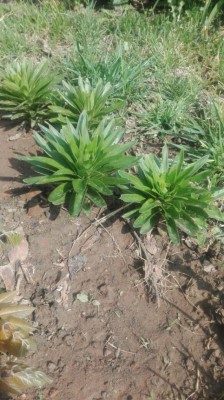 IMG-20170415-WA0011.jpg (122.87 KiB) Osservato 1083 volte IMG-20170415-WA0011.jpg