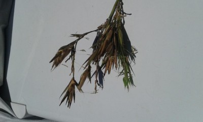 20170615_135619.jpg (42.94 KiB) Osservato 644 volte 20170615_135619.jpg