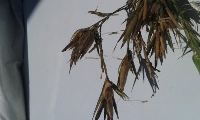 20170615_135626.jpg (55.41 KiB) Osservato 644 volte 20170615_135626.jpg