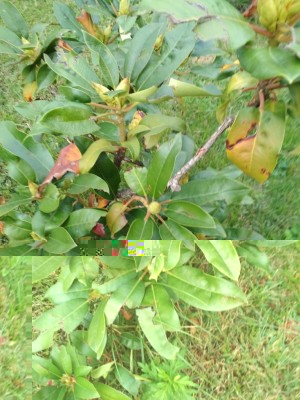 IMG_20170916_180850.jpg (120.82 KiB) Osservato 721 volte IMG_20170916_180850.jpg