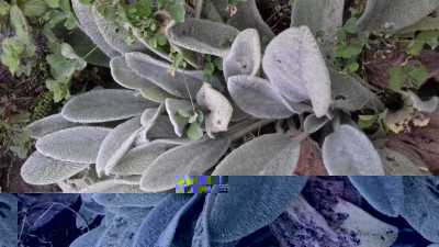 20170926_085251.jpg (109.62 KiB) Osservato 628 volte 20170926_085251.jpg