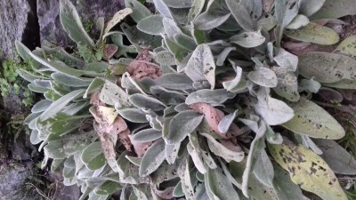 20170926_085244.jpg (124.92 KiB) Osservato 628 volte 20170926_085244.jpg