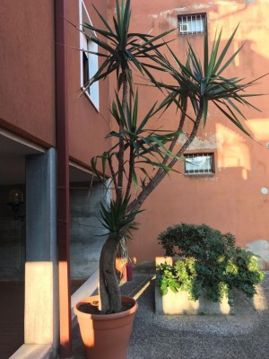 eb886931-b20b-4adf-952d-a4f3811b9bac.jpg (115.46 KiB) Osservato 1213 volte eb886931-b20b-4adf-952d-a4f3811b9bac.jpg