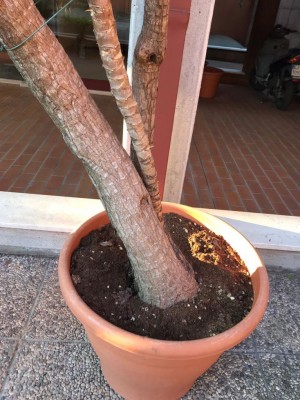 9d469bc9-c154-4a30-af6c-88498e620699.jpg (133.49 KiB) Osservato 1283 volte 9d469bc9-c154-4a30-af6c-88498e620699.jpg