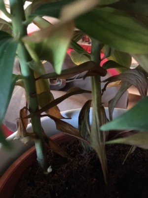 IMG_9934 (1).JPG (106.93 KiB) Osservato 1867 volte IMG_9934 (1).JPG