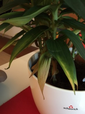 IMG_9935.JPG (92.46 KiB) Osservato 1968 volte IMG_9935.JPG