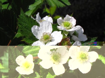 triple crown3.jpg (84.69 KiB) Osservato 608 volte triple crown3.jpg