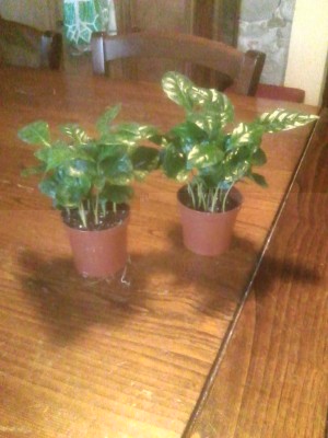 IMG_20171208_143820.jpg (85.37 KiB) Osservato 756 volte IMG_20171208_143820.jpg