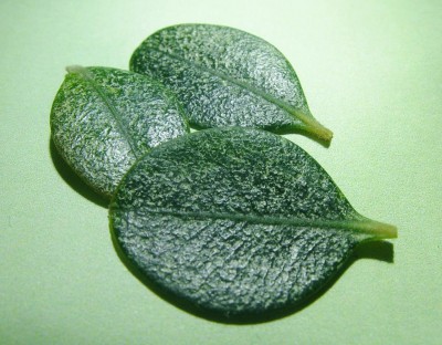 foglie bosso-esiti r.rosso.JPG (134.35 KiB) Osservato 743 volte foglie bosso-esiti r.rosso.JPG