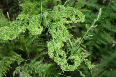 r.rosso(asp.plumosus).jpg (117.47 KiB) Osservato 743 volte r.rosso(asp.plumosus).jpg