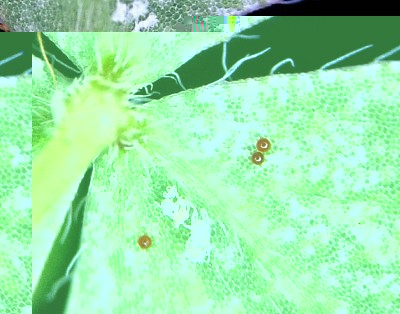 r.rosso P. ulmi_uova+esuvie.jpg (182.99 KiB) Osservato 844 volte r.rosso P. ulmi_uova+esuvie.jpg