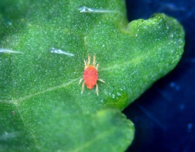 r.rosso femmina .JPG (102.76 KiB) Osservato 743 volte r.rosso femmina .JPG