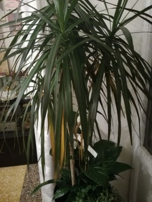 WhatsApp Image 2018-01-30 at 18.49.15.jpeg (149.54 KiB) Osservato 549 volte WhatsApp Image 2018-01-30 at 18.49.15.jpeg