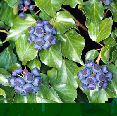 jpg_I_frutti_sono_bacche_di_6-8_mm-_Proprieta_medicinali_c_Giuseppe_Mazza.jpg (99.88 KiB) Osservato 904 volte jpg_I_frutti_sono_bacche_di_6-8_mm-_Proprieta_medicinali_c_Giuseppe_Mazza.jpg