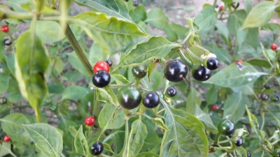 20171102_160521_resized.jpg (78.69 KiB) Osservato 504 volte 20171102_160521_resized.jpg