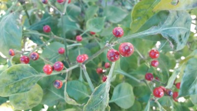 20171212_111619_resized.jpg (63.69 KiB) Osservato 504 volte 20171212_111619_resized.jpg