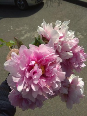 IMG_20180405_104442.jpg (77.86 KiB) Osservato 570 volte IMG_20180405_104442.jpg