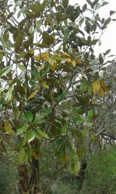 Magnolia 3.jpg