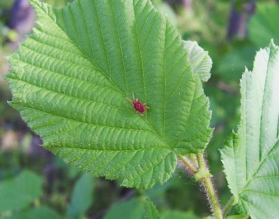 trombidide.JPG (127.53 KiB) Osservato 527 volte trombidide.JPG