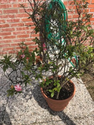 Foto 1 - situazione iniziale / 077872DA-D411-402D-B9A0-62327CBFC1CF.jpeg 077872DA-D411-402D-B9A0-62327CBFC1CF.jpeg