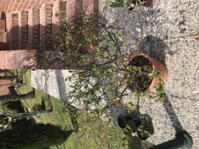 Foto 2 - situazione iniziale / 7B8C1553-861A-471B-B8C7-2BDED2718EEB.jpeg 7B8C1553-861A-471B-B8C7-2BDED2718EEB.jpeg