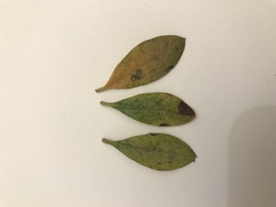 Foglie danneggiate fronte / A9066B96-D7A2-4C4E-9963-7158A8DBBBBF.jpeg A9066B96-D7A2-4C4E-9963-7158A8DBBBBF.jpeg