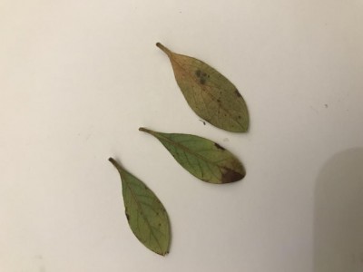 Foglie danneggiate retro / C2AC6733-3841-4994-AB3E-C8F583FE036C.jpeg C2AC6733-3841-4994-AB3E-C8F583FE036C.jpeg