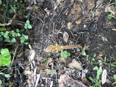 26119F70-7FA8-4DB2-90EA-B7ED02AB496D.jpeg (158.14 KiB) Osservato 634 volte 26119F70-7FA8-4DB2-90EA-B7ED02AB496D.jpeg