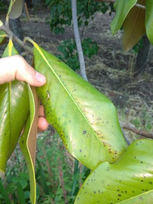 IMG_20180509_164941.jpg (98.95 KiB) Osservato 641 volte IMG_20180509_164941.jpg