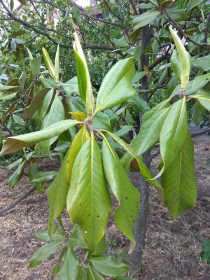 IMG_20180509_164957.jpg (164.05 KiB) Osservato 748 volte IMG_20180509_164957.jpg