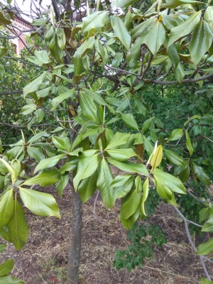 IMG_20180509_164952.jpg (186.04 KiB) Osservato 641 volte IMG_20180509_164952.jpg