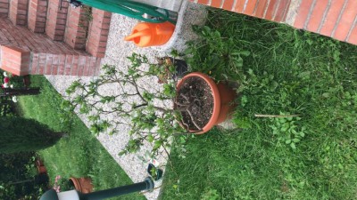 Vaso con azalea dimora iniziale dell’ignoto / 9D8AB44A-3221-400A-B9F4-22577E7ADAD7.jpeg 9D8AB44A-3221-400A-B9F4-22577E7ADAD7.jpeg