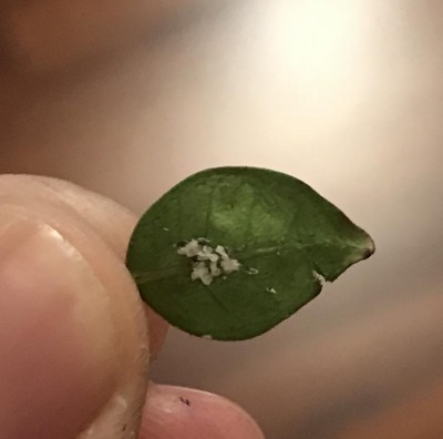 6CB48F24-1A06-4D74-BFA1-774A835BC0B4.jpeg (52.51 KiB) Osservato 717 volte 6CB48F24-1A06-4D74-BFA1-774A835BC0B4.jpeg