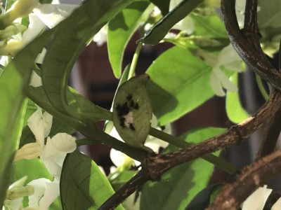 6930DFC4-37DA-44E8-86D0-0136C1550D07.jpeg (74.56 KiB) Osservato 717 volte 6930DFC4-37DA-44E8-86D0-0136C1550D07.jpeg