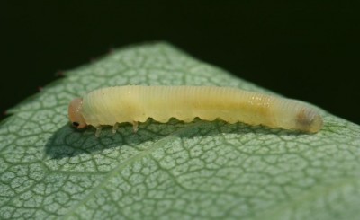 Blennocampa pusilla - tentredine -larva.JPG