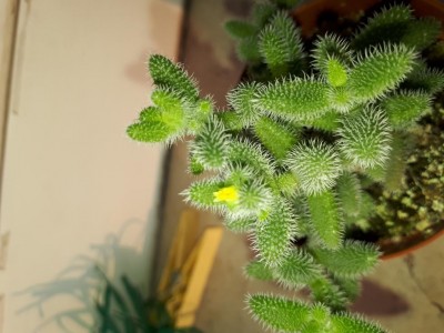 Particolare con fiore.... / 20180530_194952.jpg 20180530_194952.jpg