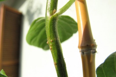 IMG_4434.JPG (44.49 KiB) Osservato 611 volte IMG_4434.JPG