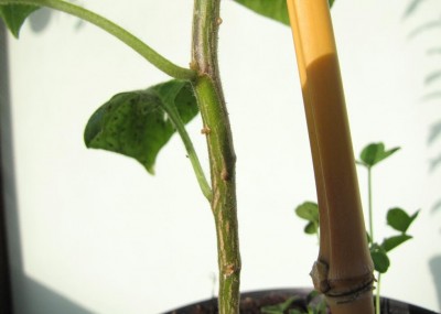 IMG_4435.JPG (45.46 KiB) Osservato 611 volte IMG_4435.JPG