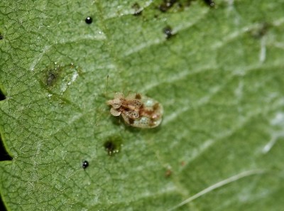 Stephanitis pyri-adulto.JPG (99.07 KiB) Osservato 1670 volte Stephanitis pyri-adulto.JPG