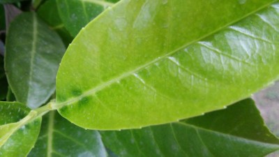 20180628_201655.jpg (51.53 KiB) Osservato 552 volte 20180628_201655.jpg