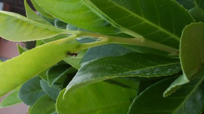 20180628_201747.jpg (53.05 KiB) Osservato 552 volte 20180628_201747.jpg