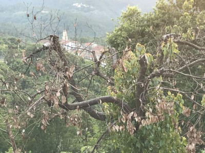 IMG_2769.JPG (162.98 KiB) Osservato 591 volte IMG_2769.JPG