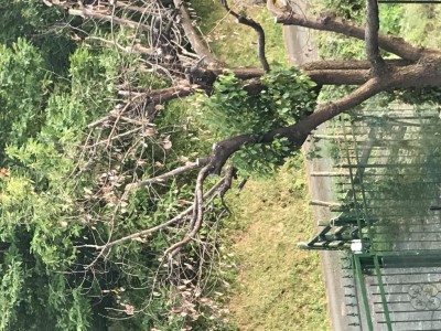 IMG_2774.JPG (193.38 KiB) Osservato 591 volte IMG_2774.JPG