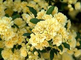 Rosa Bancksiae Lutea.jpg Rosa Bancksiae Lutea.jpg